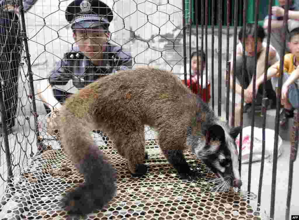 Проте на деяких &laquo;мокрих ринках&raquo; продаються на м&rsquo;ясо й екзотичні тварини, такі, як цивета. Спалах коронавірусного захворювання, відомого як SARS, у 2003 році призвів до загибелі сотень людей у декількох країнах. Вважається, що епідемія почалася після того, як кажан заразив цивет, які, в свою чергу, заразили людину. Китайська влада тоді відреагувала, наказавши вбити близько 10 тисяч цивет