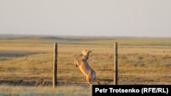 Кулан КБСА реинтродукция борборундагы тосмодон секирет. Костанай облусу, 2022-жыл, 19-июнь