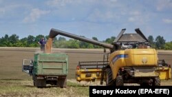 یکی از کشتزار های گندم در اوکراین 