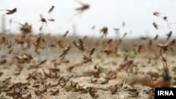 Çekirtge (Illýustrasiýa suraty)