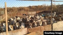 "В организованных властями приютах животным грозит голодная смерть"