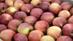 “Агропродукт Азия” фирмасы сактап жаткан алма.