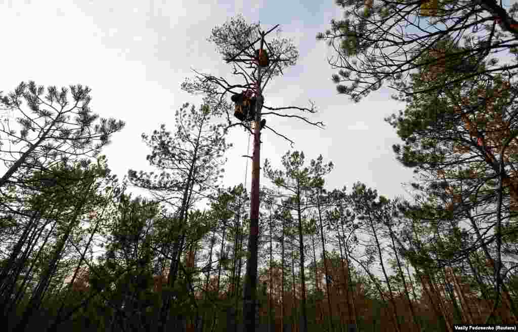 Орнитологот користи шила прикачени на чизмите за да искаќи на дрвата. И покрај тоа што падна во минатото, Иваноски вели дека најопасниот момент од неговата кариера бил кога бил нападнат од був. Подоцна бил примен во болницата со инфекција што веројатно ја пренесувал бувот од глодари што ги јадел.