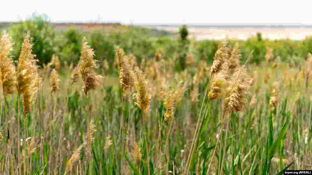 На ветру развеваются соцветия тростника обыкновенного