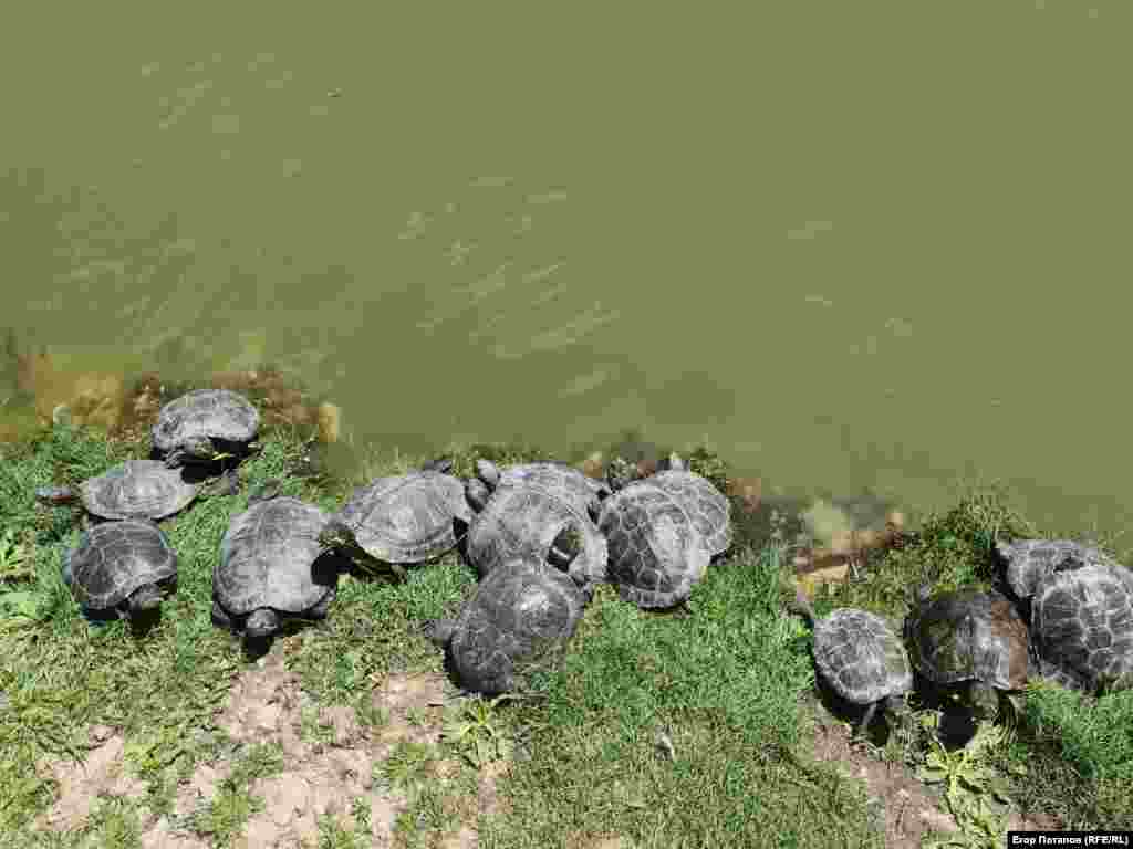 Черепахи греются на солнце на берегу пруда, Гагаринский парк, Симферополь