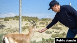 Садыр Жапаров Ысык-Көлдө багылып жаткан жейрендерди көрдү.