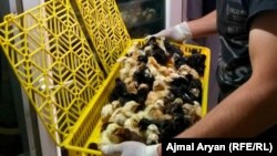 فارم دهکده در ولایت تخار