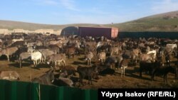 Ноокат району. 