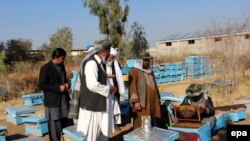 زنبورداران افغان