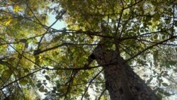 Арстанбаптагы жаңгак токою.