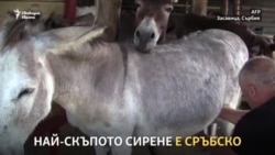 Сърбите правят най-скъпото сирене в света от магарешко мляко
