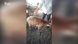 'Verdikləri heyvan ayaqüstə ölür' - Yarım milyardlıq dövlət proqramından niyə narazılıq var?