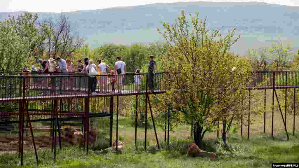 Увидеть львов можно только с высоты. Таковы правила безопасности.