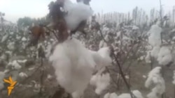 OZOD-VIDEO: Ëпиштирилган пахталар ҳамон Бош вазирни кутмоқда