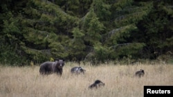 România are cea mai mare populație de urși bruni din Europa, susține Ministerul Mediului.
