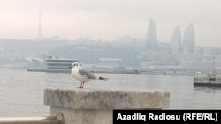 Баку (иллюстрация)