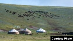 Казахские юрты на летнем пастбище. Фото Баяра Балганцэрэна.
