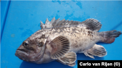 Черный (корейский) окунь. Иллюстративное фото