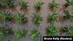 Încălzirea globală a dus la fenomene meteorologice extreme. Până și pădurea amazoniană a fost inundată la începutul anului trecut.