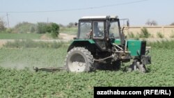 Lebap welaýatyndaky ekin meýdany