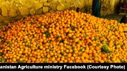 حاصلات مالته