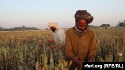 مزارع کوکنار