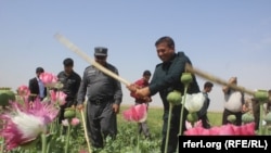 ارشیف، په جوزجان ولایت کې افغان پولیس د کوکنارو د اړولو په حال کې