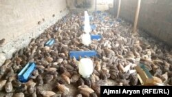 فارم پرورش بودنه در ولایت تخار