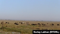 Коровы на выпасе рядом с селом в Алматинской области. 9 апреля 2018 года.