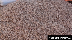 الکو: د تېرو کلونو په پرتله مو د بادامو او غنمو حاصلات زیات شوي.