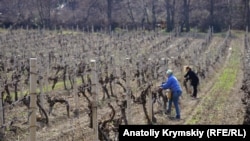Виноградник под Алуштой, архивное фото