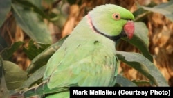 A ring-necked parakeet in Kabul in September 2013