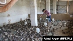 فارم پرورش بودنه در ولایت تخار