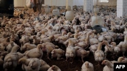 یک فارم مرغداری در ولایت ننگرهار - عکس از آرشیف جنبه تزیینی دارد