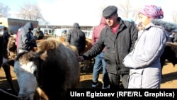 Кыргыз-казак чек арасындагы ветеринардык көзөмөл алына элек. Кочкордогу мал базар.