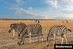 Протягом першого року повномасштабного вторгнення окупанти не втручались в роботу української адміністрації заповідника