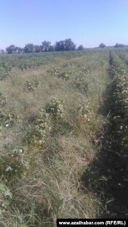 Хлопковое поле, Мары 17 августа , 2019