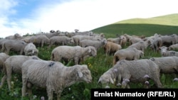 Кыргыз жайлоолорундагы койлор.