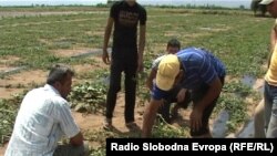 Уништени земјоделски насади поради невремето 