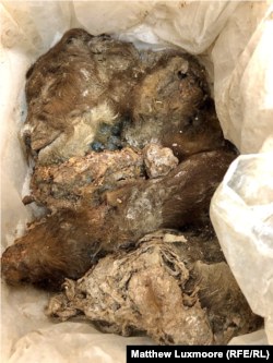 Unul dintre specimenele antice descoperite sub stratul de permafrost se află la un laborator din Yakutsk pentru a fi analizat.