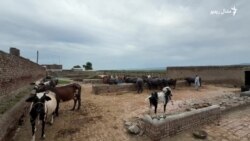 خیبر پښتونخوا کې د څارویو فارمونو کاروبار وده کړې