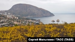 Виноградники «Масандри» в Криму. Саме там було знищено чимало насаджень винограду під час «боротьби з алкоголізмом» в часи Михайла Горбачова в СРСР