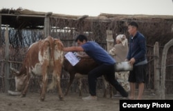 "Бауырына салу" фильмінің түсіру алаңынан. Сурет фильмді түсірушілерден алынды.