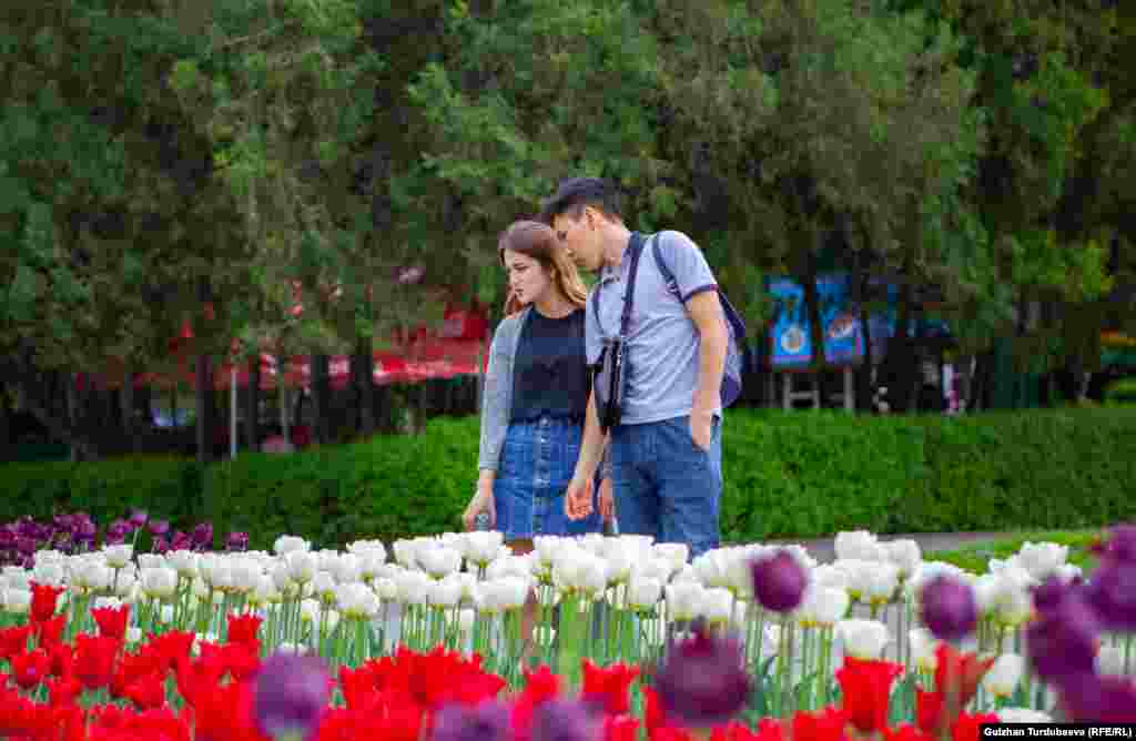 Жоогазындардын уругу былтыр күзүндө тигилип, азыр гүлдөп, шаардын көркүн ачып турган кез.&nbsp;&nbsp;