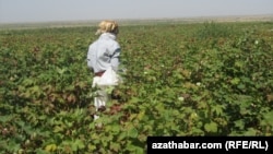 Ill&#253;ustrasi&#253;a suraty