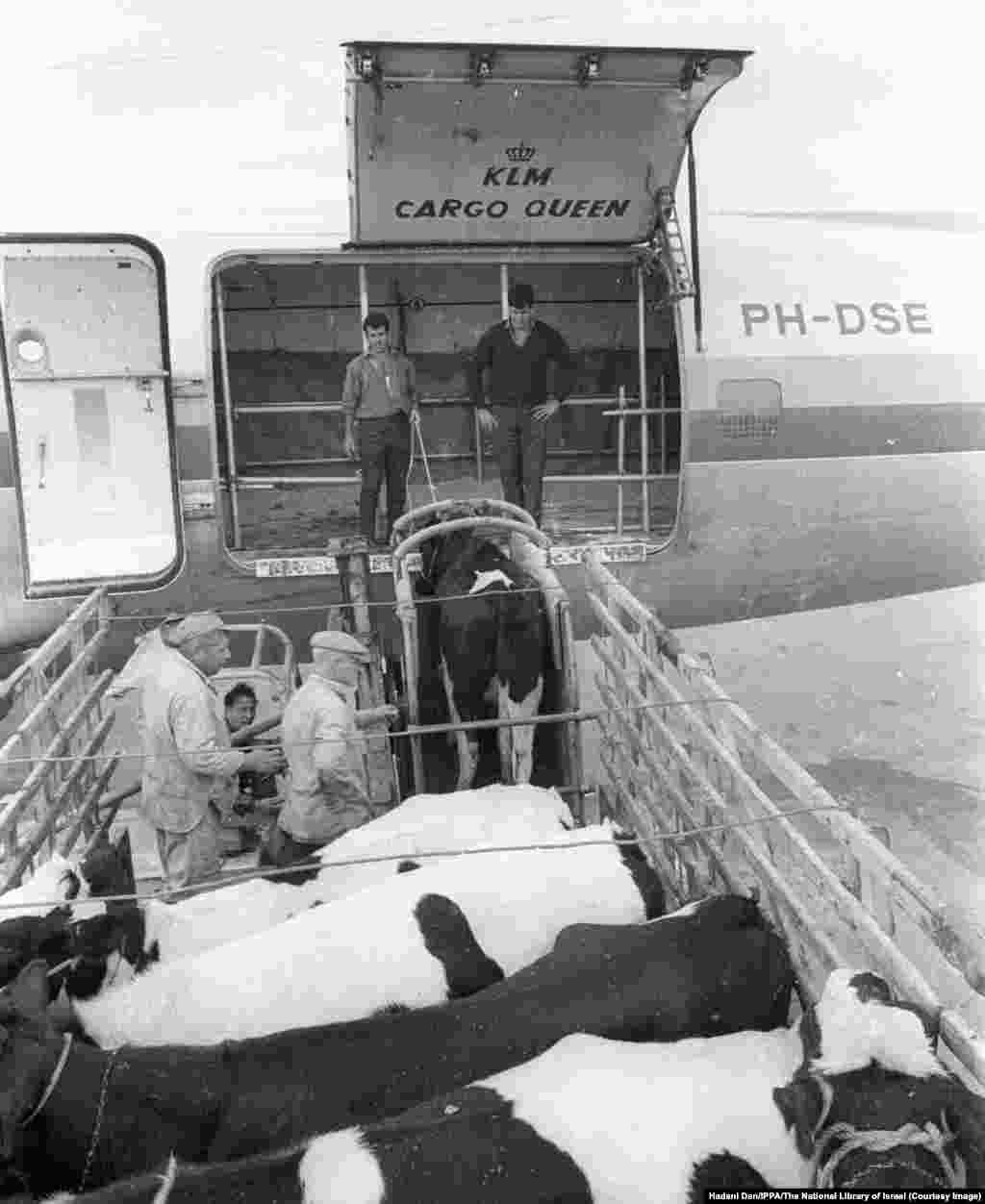 سال ۱۹۶۵؛ گاوهای شیرده در یک پایگاه هوایی اسرائیل در حال انتقال به یک هواپیمای باری برای فرستاده شدن به ایران.در حالی که اسرائیل از نفت ایران بهره‌مند می‌شد، ایران نیز از دانش این کشور در زمینهٔ فناوری‌های کشاورزی و نظامی استفاده می‌کرد.