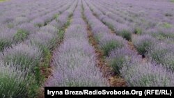 Лавандова плантація господарства «Лавандова мануфактура» біля Перечина. Закарпаття. Червень 2021 року