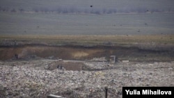 Gunoiştea de la Tânţăreni