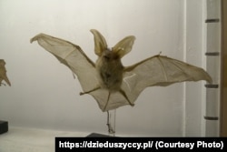 З експозиції Природознавчого музею, виставки, присвяченій 200-літтю Володимира Дідушицького