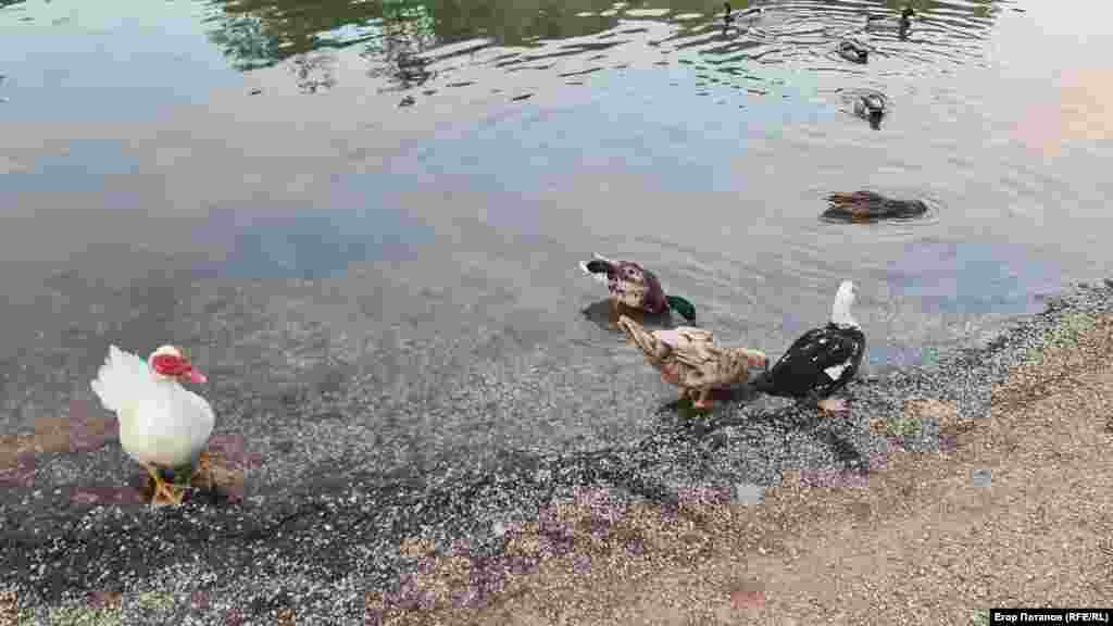 Прижились на пруду и индоутки